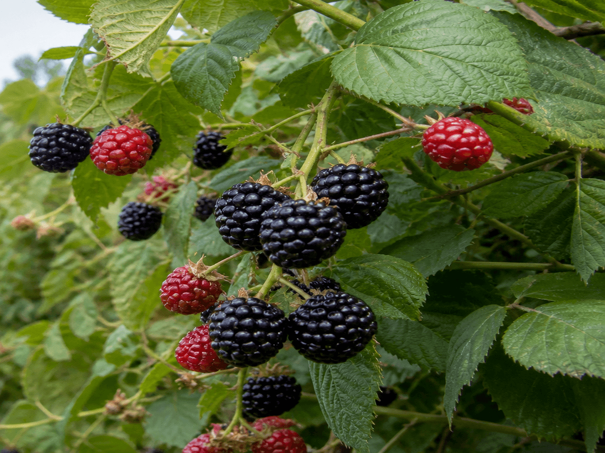 Blackberries