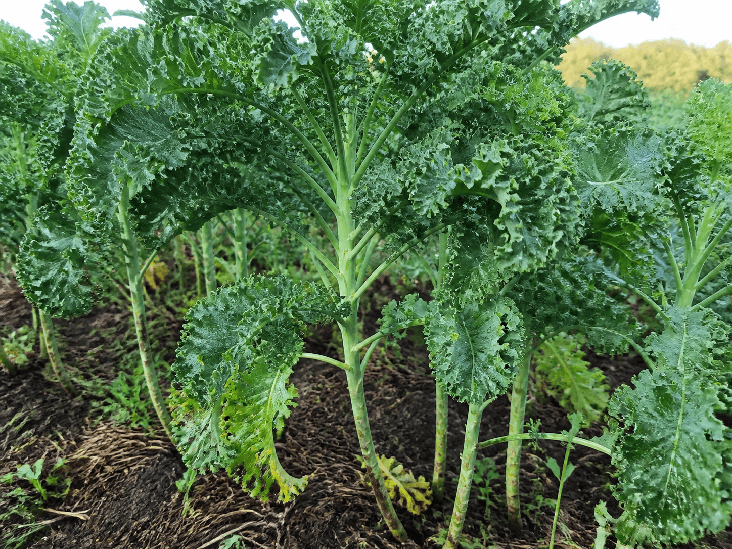 Kale
