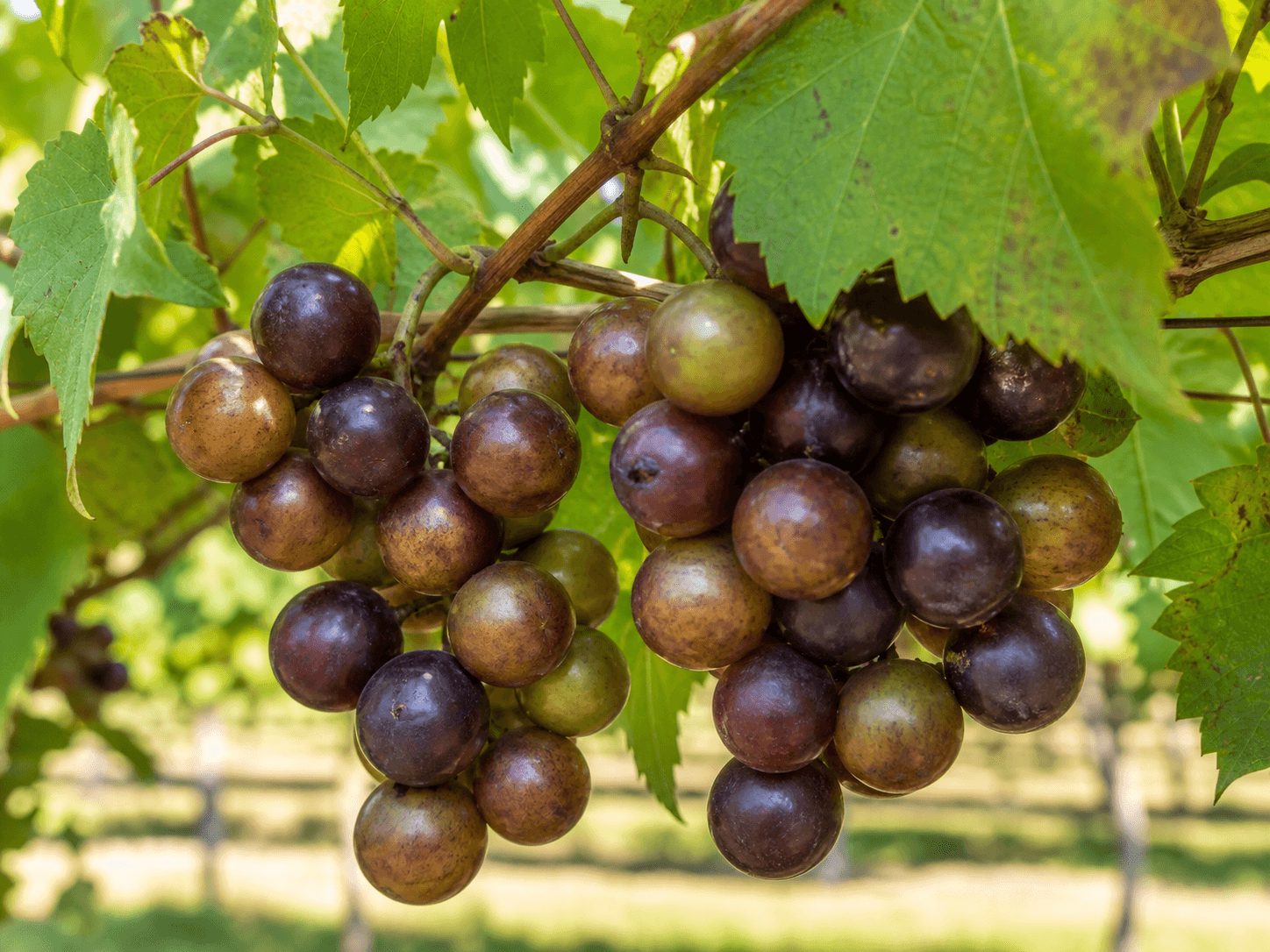 Muscadines