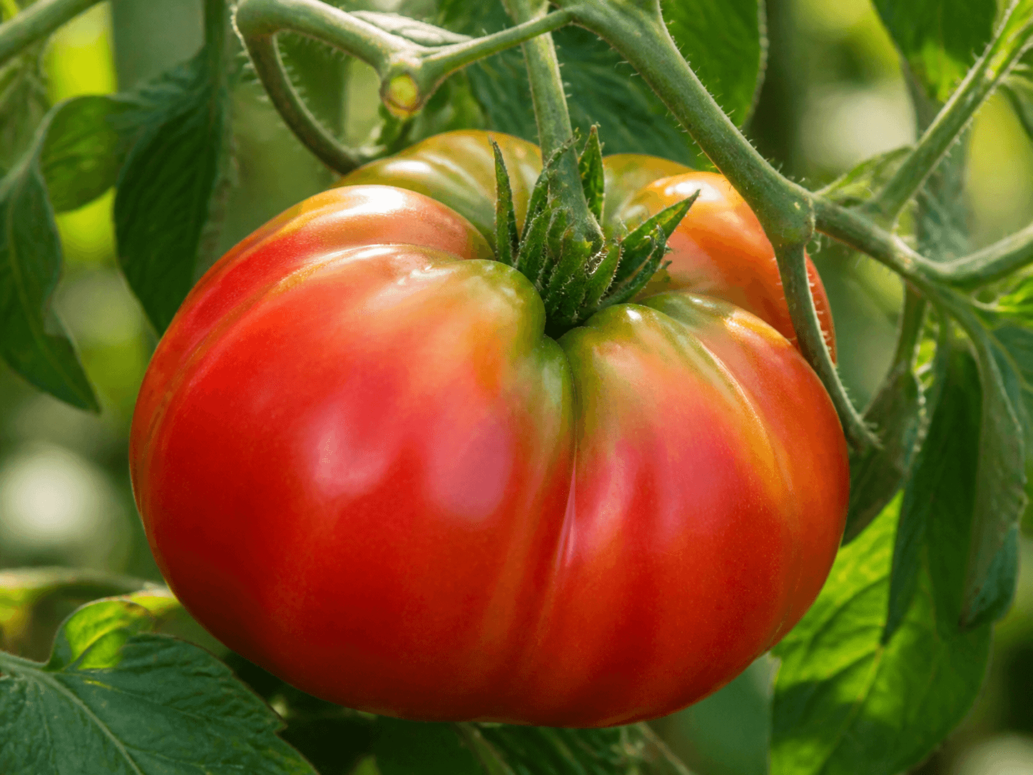 Tomatoes