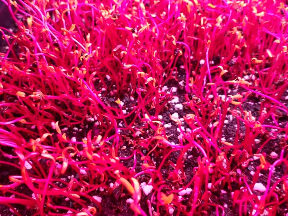 Bright pink amaranth microgreens growing in soil
