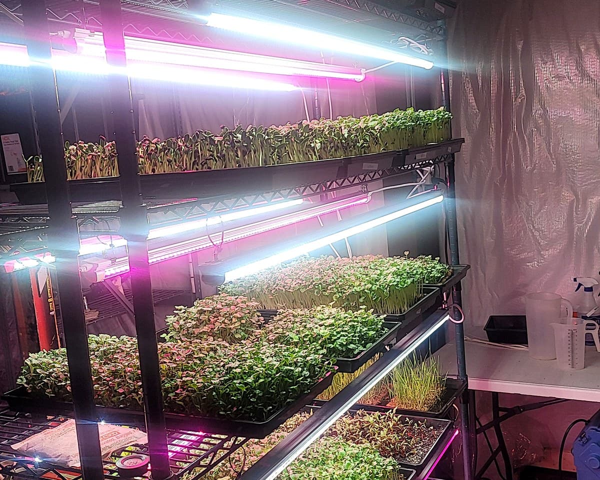 Microgreens trays growing on a rack under lights