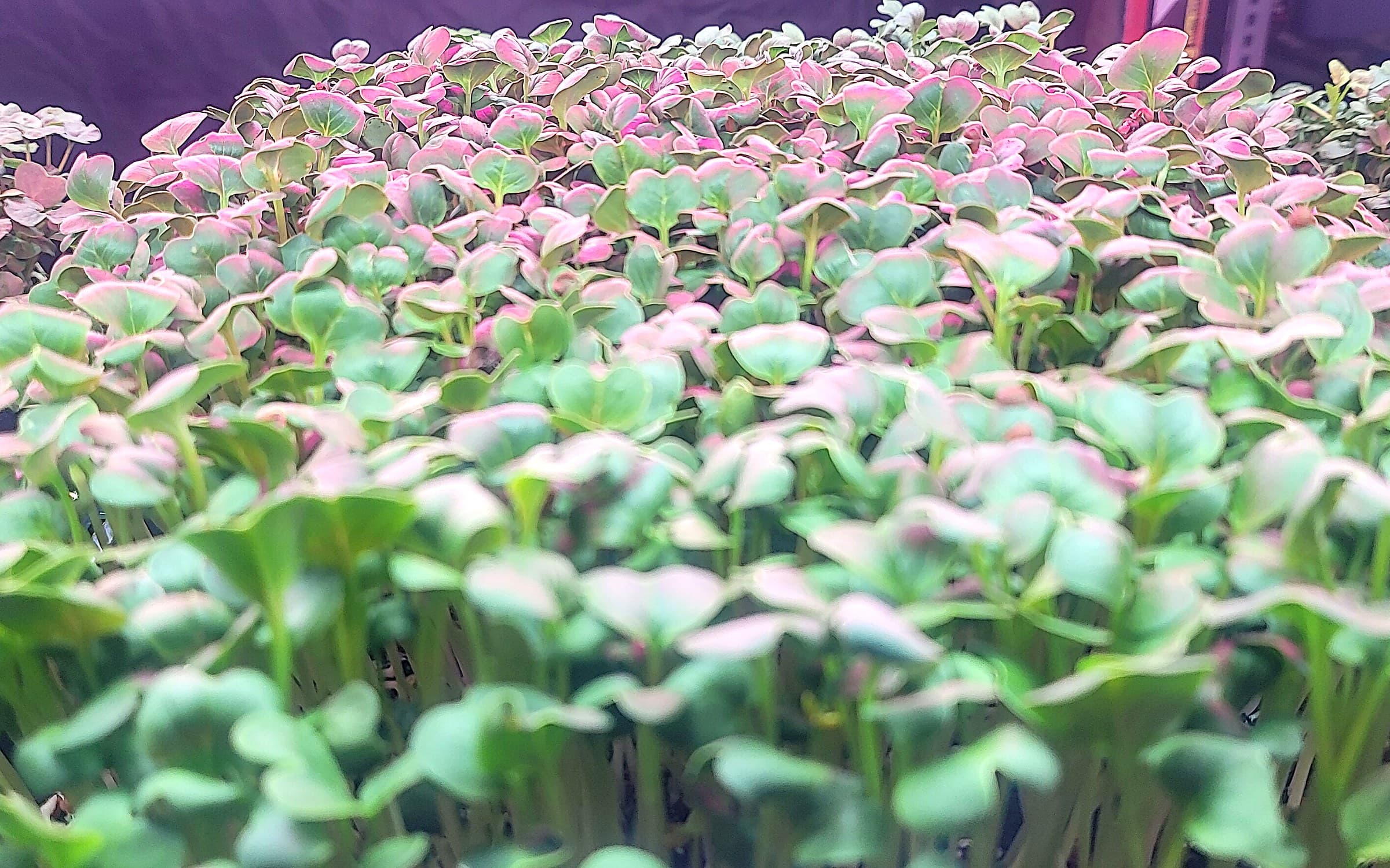 Kohlrabi Microgreens Tray