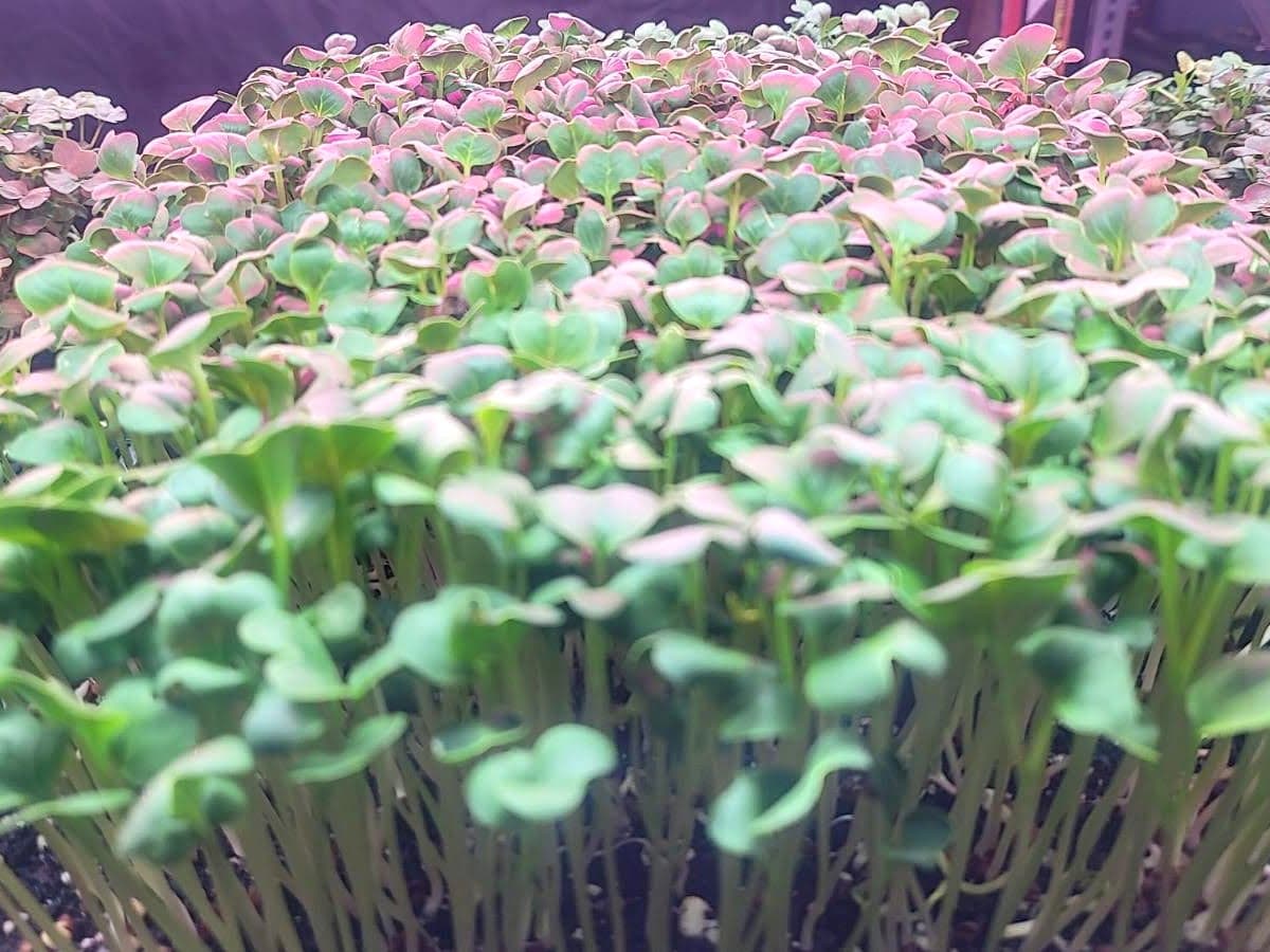 Radish Microgreens Tray