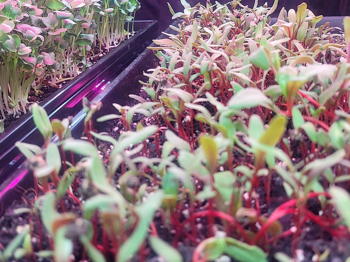 Onion Microgreens Tray