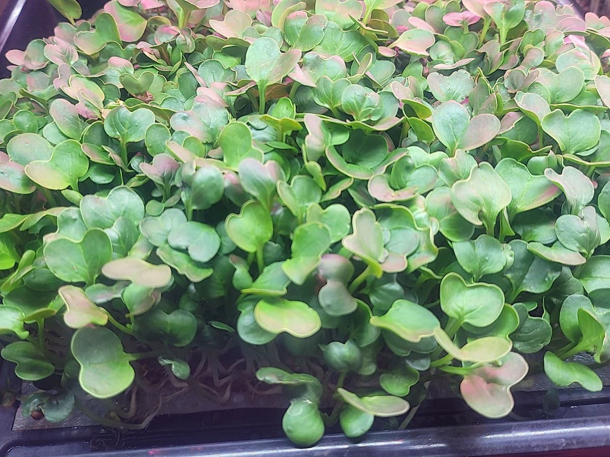 Round-leaf microgreens filling a tray