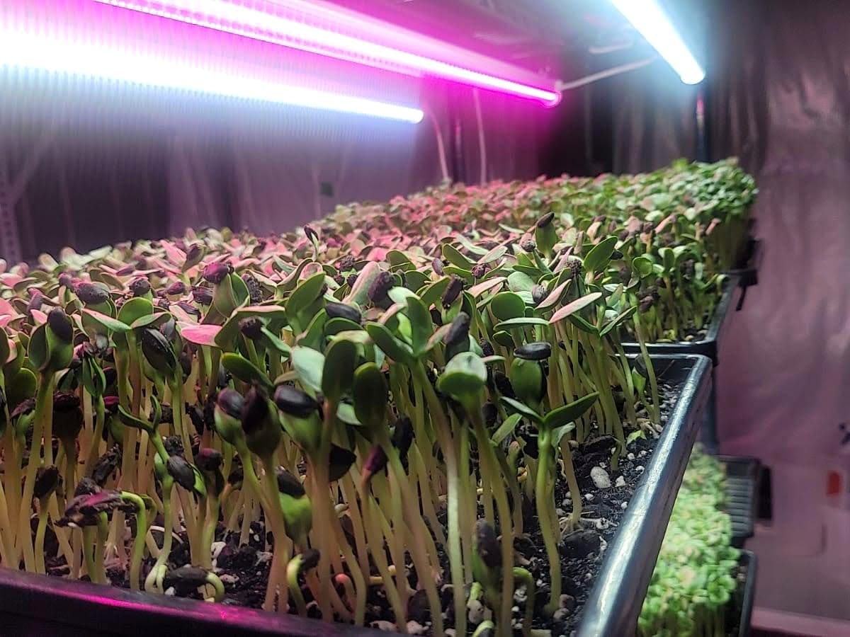 Microgreens trays growing in a row under lights