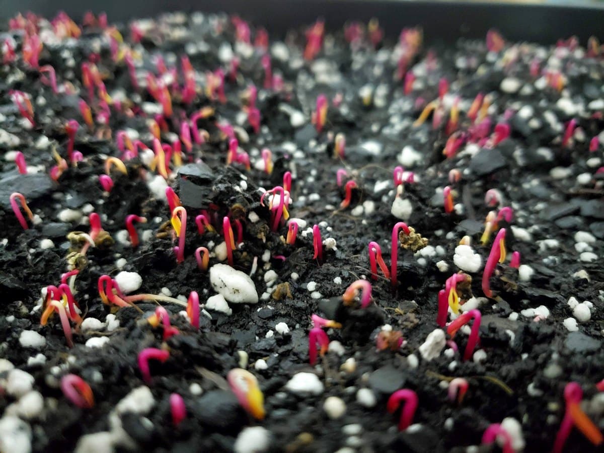 Wheatgrass Microgreens Tray