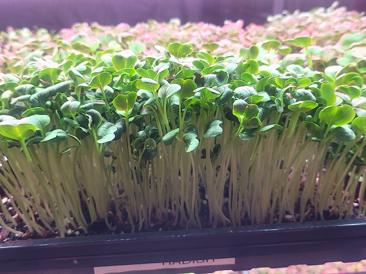 Sunflower Microgreens Tray